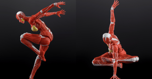 玩朝玩具「Human Muscle Model」1/12 超可動女性人偶 肌肉走向與血管分布全刻進!