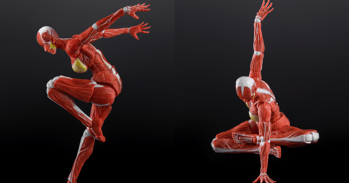 玩朝玩具「Human Muscle Model」1/12 超可動女性人偶 肌肉走向與血管分布全刻進!