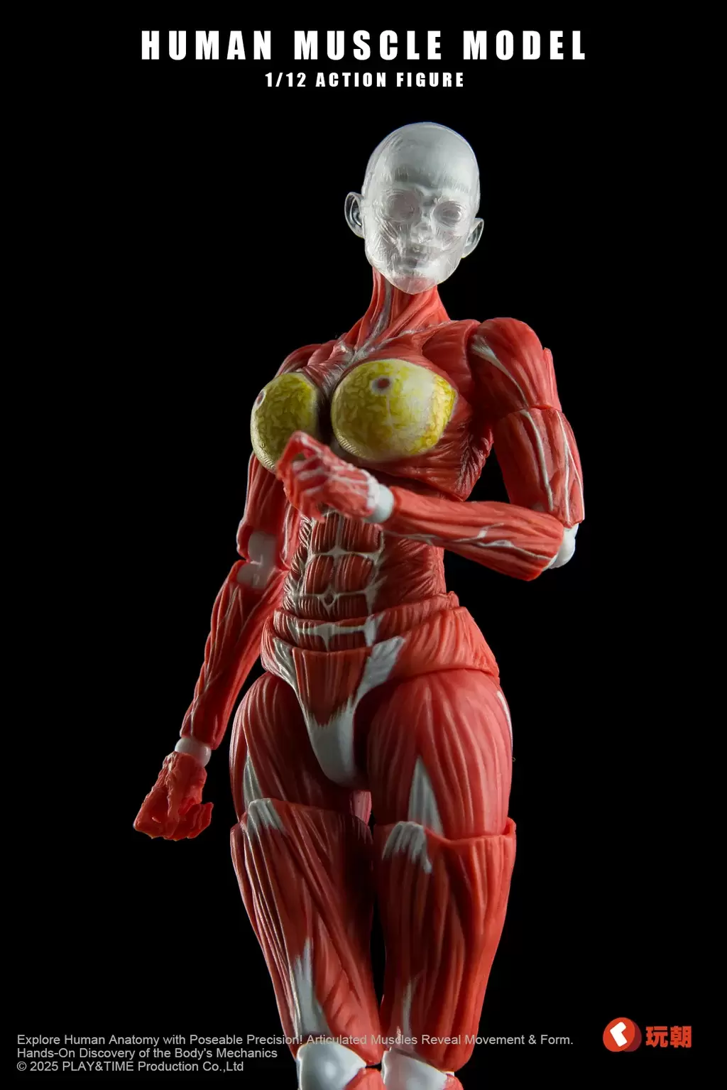 玩朝玩具「Human Muscle Model」1/12 超可動女性人偶 肌肉走向與血管分布全刻進!